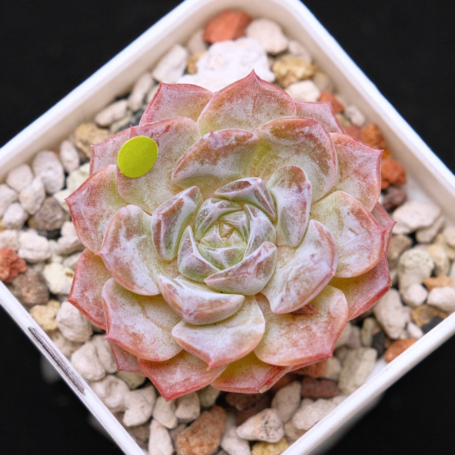 Echeveria Super Sonic Korean Succulent Plant