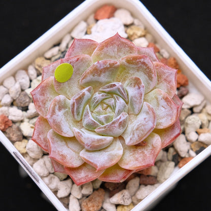 Echeveria Super Sonic Korean Succulent Plant