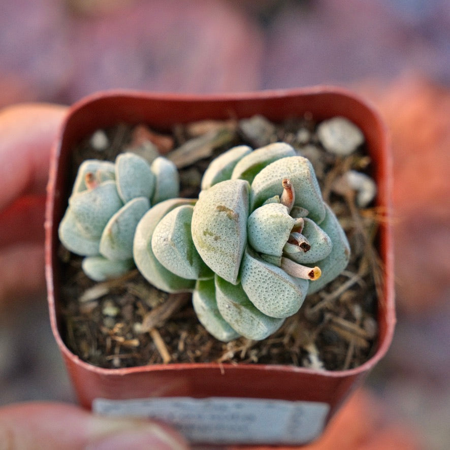 Crassula deceptor Succulent Plant