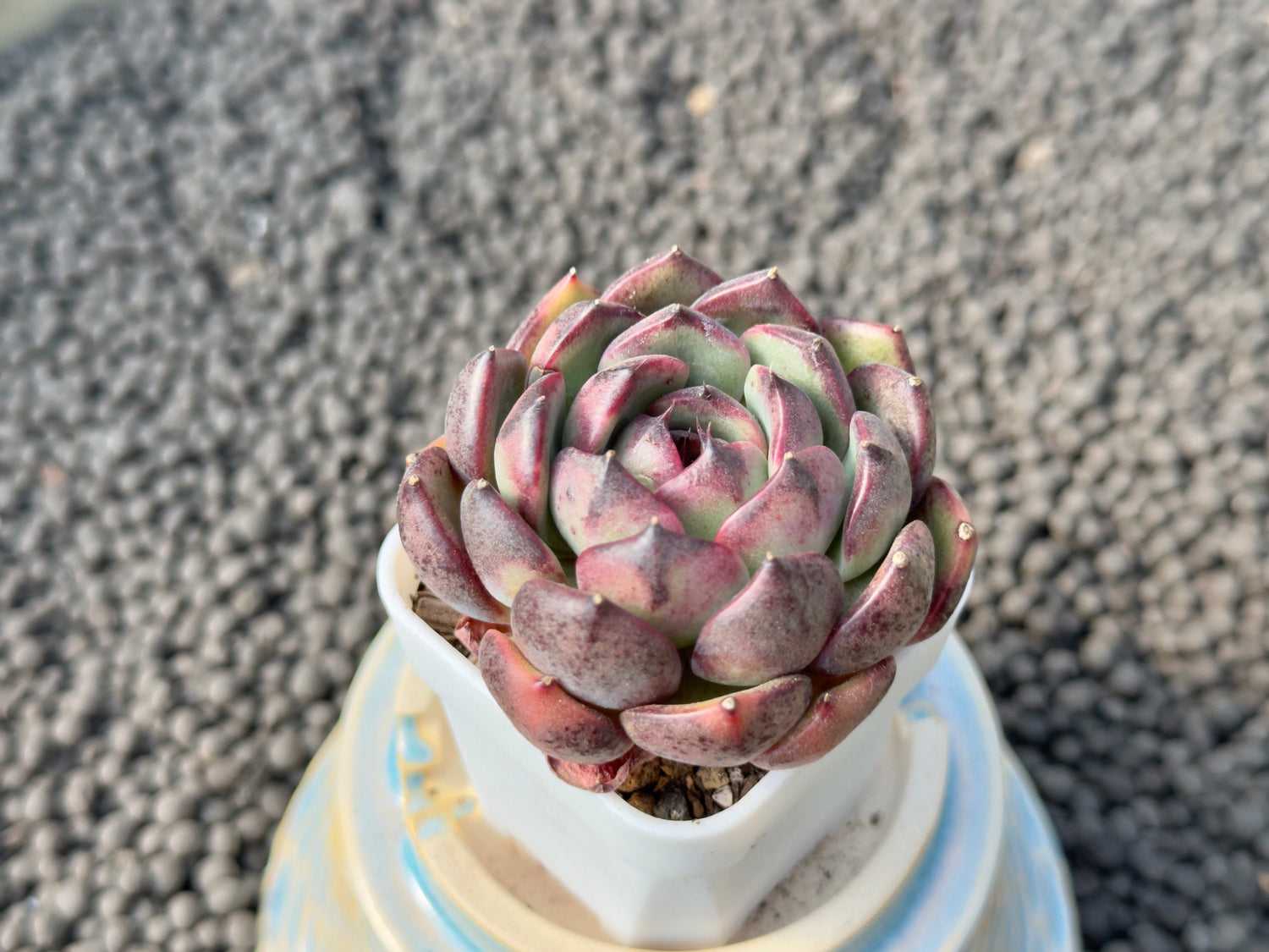 Echeveria Black Eye Korean Succulent Plant