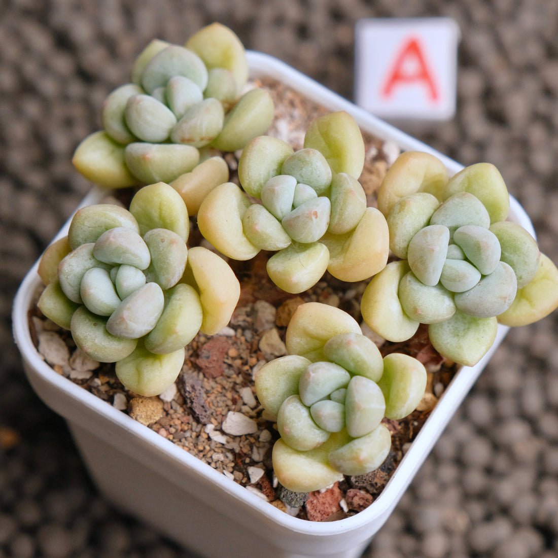 Pachyphytum Bubble Gum Imported Succulent Plant - A