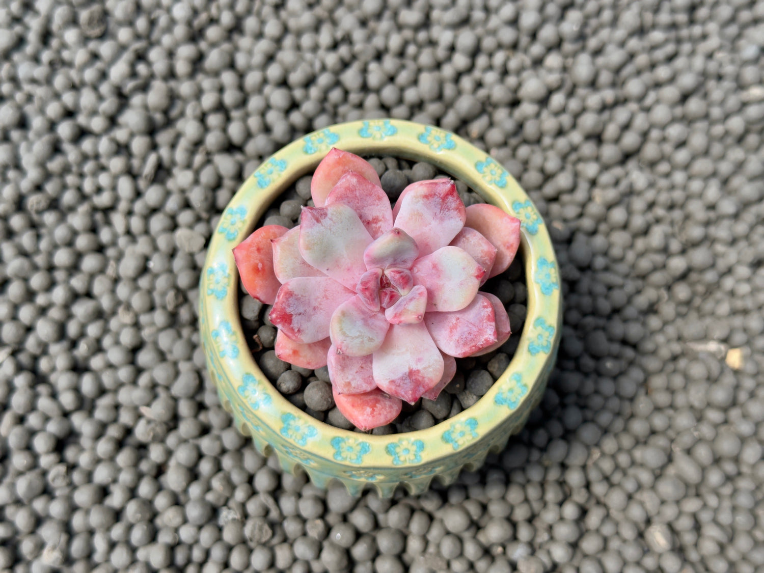 Echeveria Devolution Korean Succulent Plant Changhee hybrid