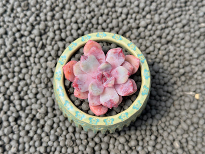 Echeveria Devolution Korean Succulent Plant Changhee hybrid