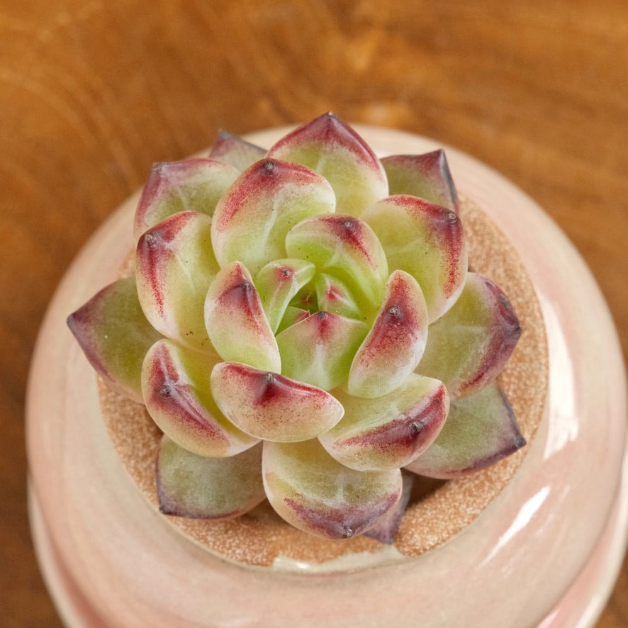Echeveria EOS Imported Succulent Plant
