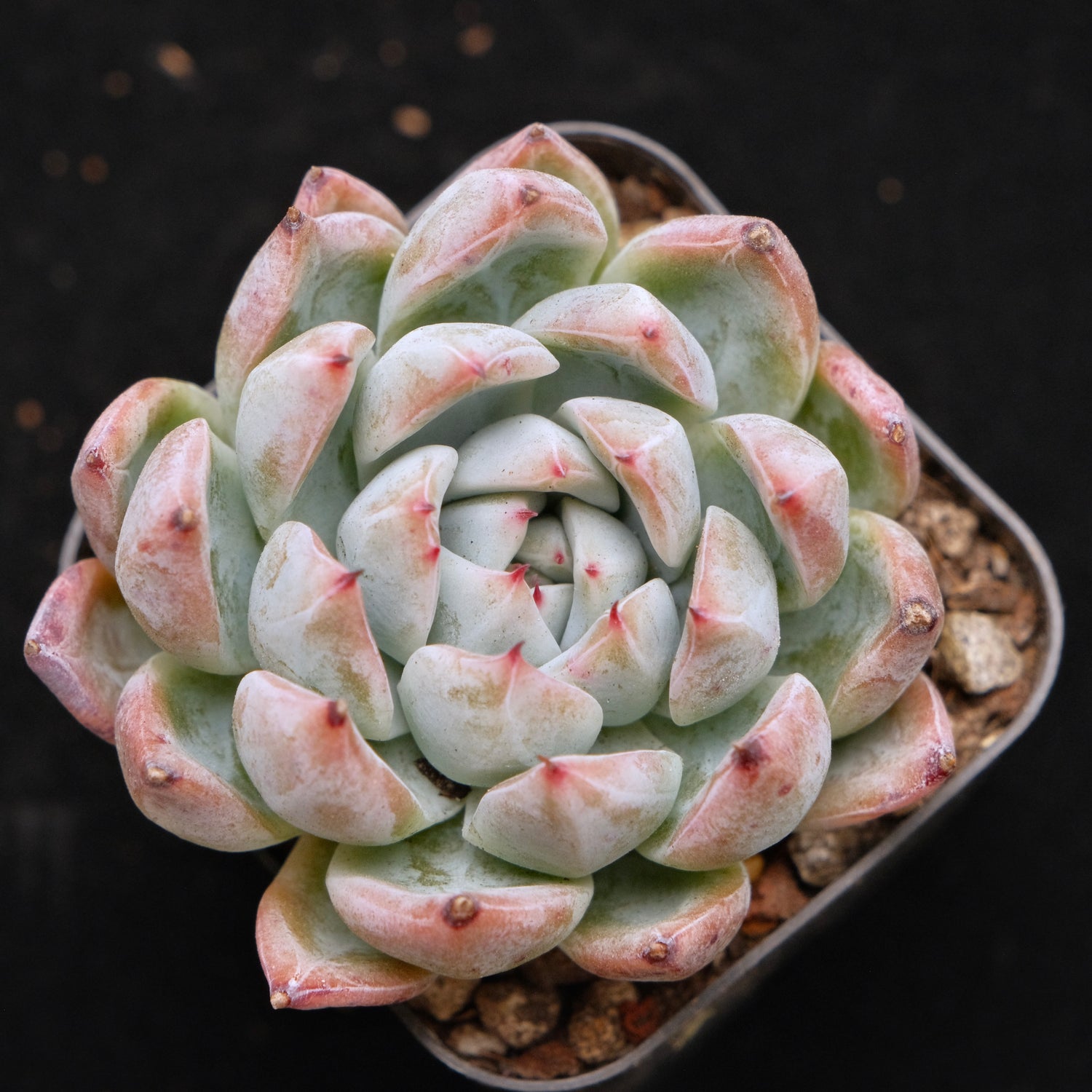 Echeveria Evian Korean Succulent Plant