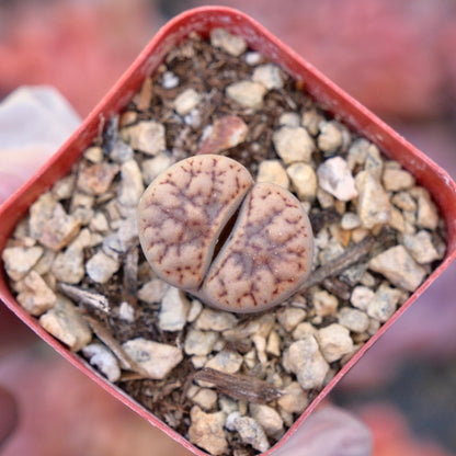 Lithops Locally Grown Succulent Plant