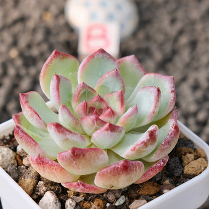 Echeveria Monroe x Sarahime Korean Succulent Plant New Changhee Hybrid