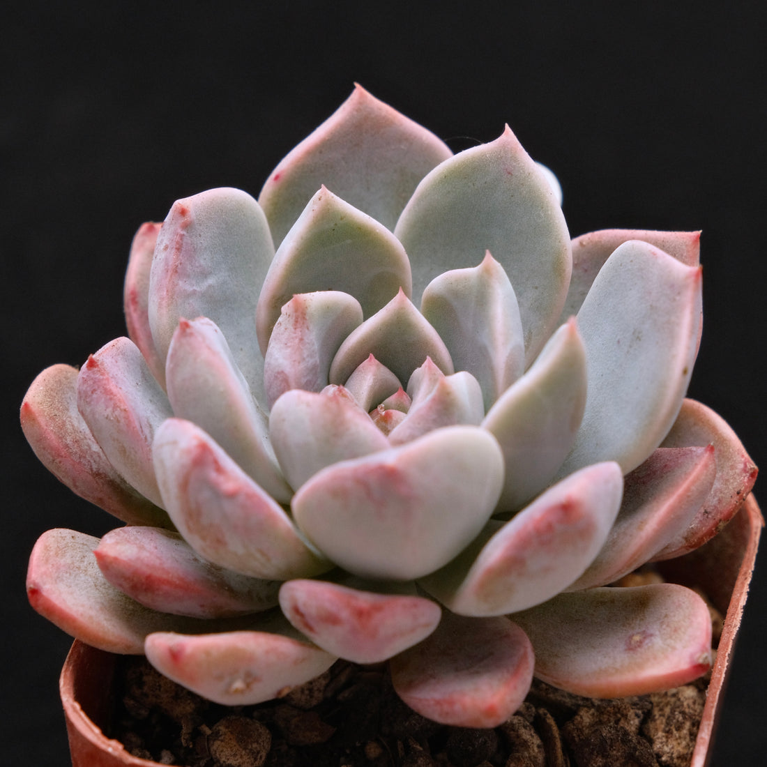 Echeveria Pink Elf Korean Succulent Plant *Rare*