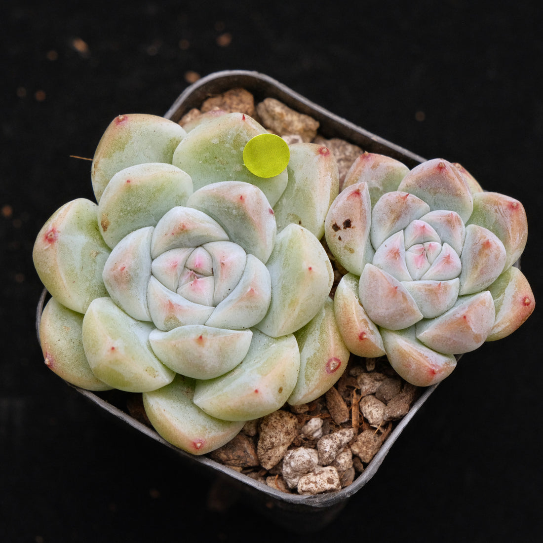 Echeveria Alba Beauty Korean Succulent Plant