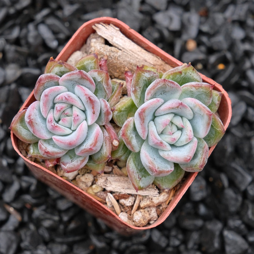 Echeveria Aranjuez A Hwaga Hybrid Korean Succulent Plant