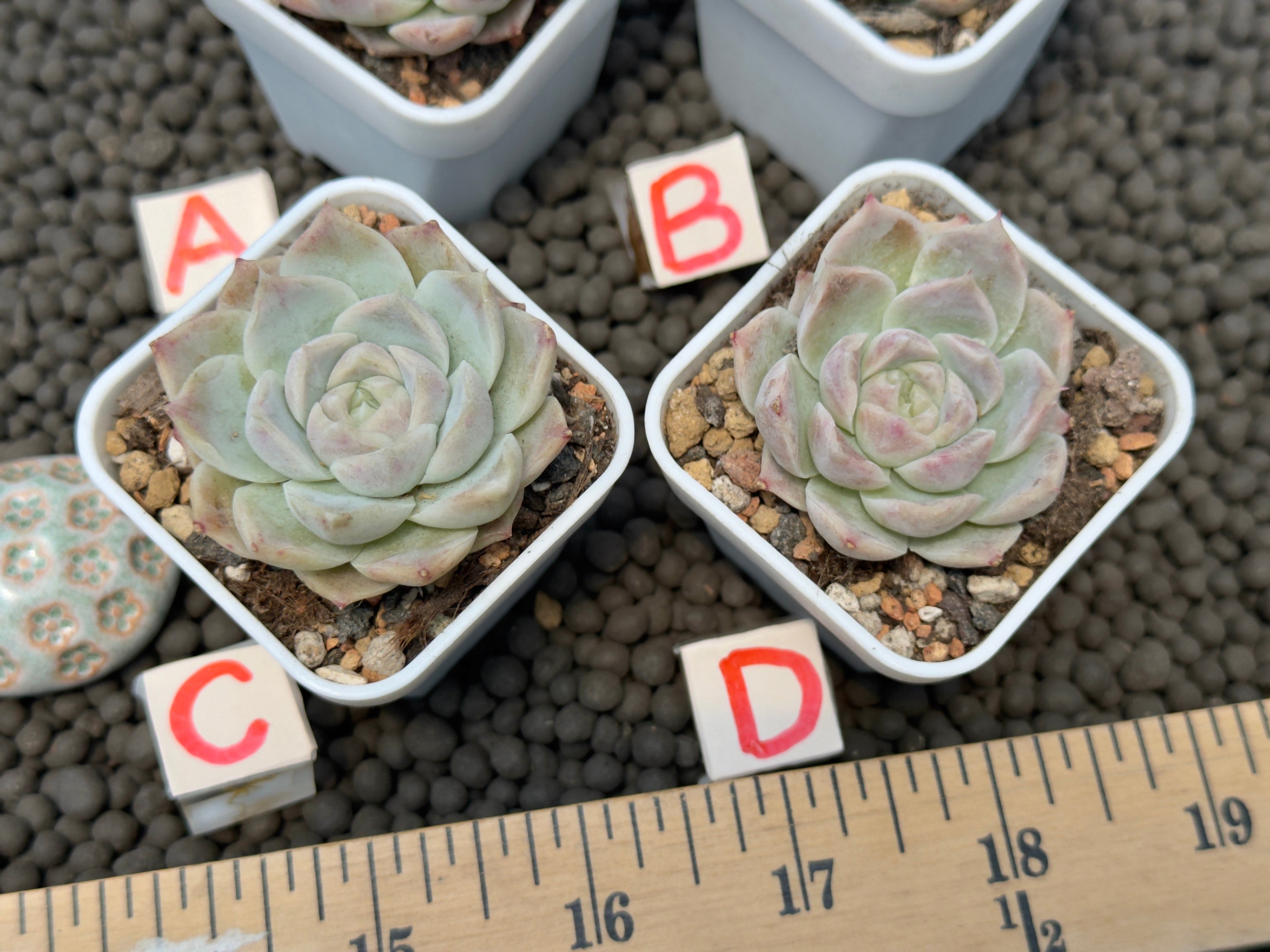 Echeveria Lilac Card Korean Succulent Plant Changhee hybrid