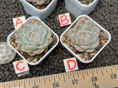 Echeveria Lilac Card Korean Succulent Plant Changhee hybrid