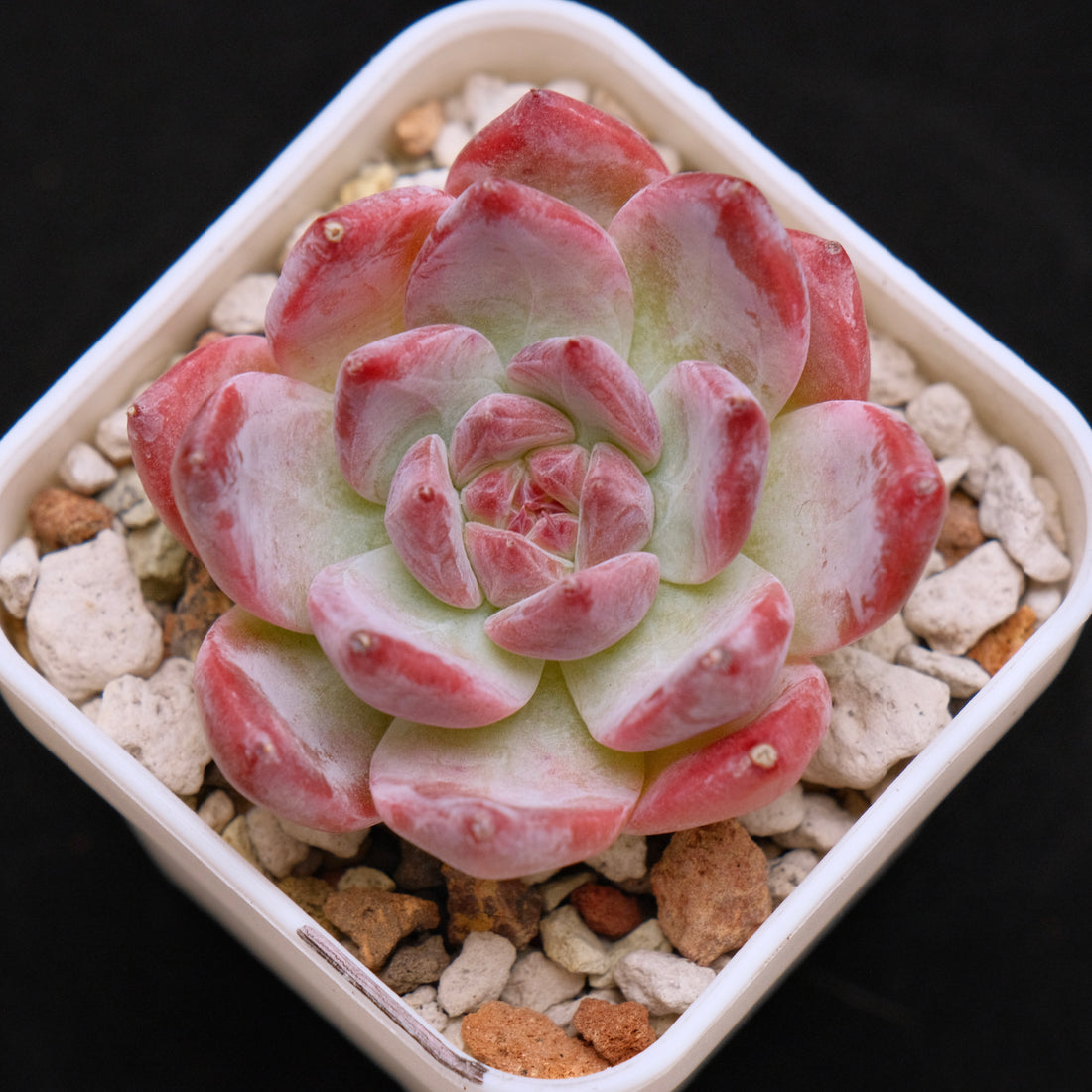 Echeveria colorata cultivar Korean Succulent Plant