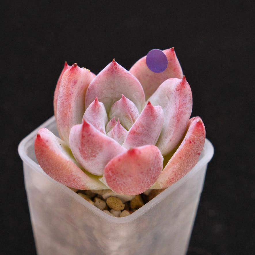 Echeveria Midnight Korean Succulent Plant