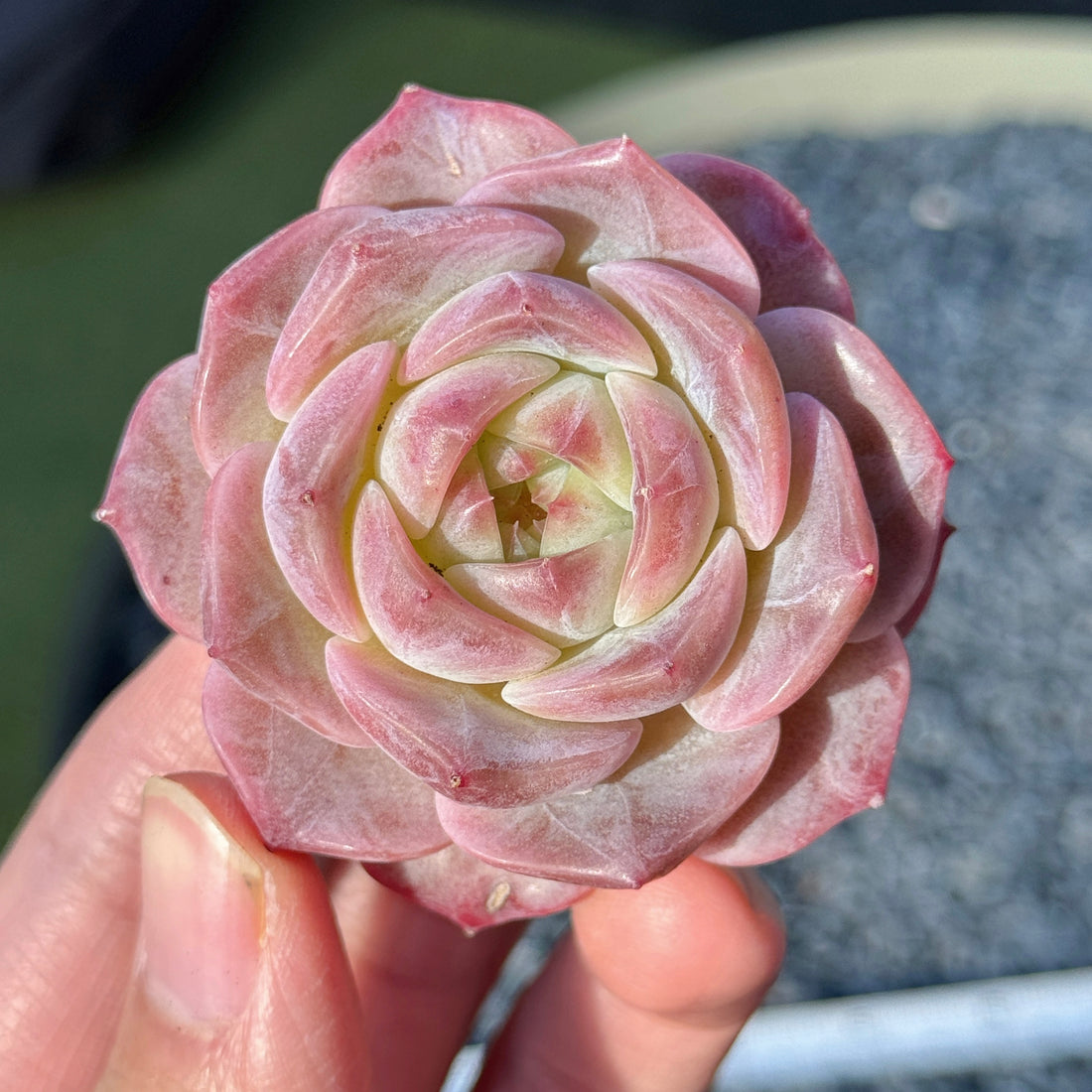 Echeveria Jelly Hybrid Succulent Plant A