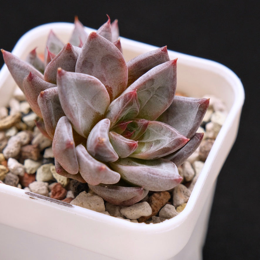 Echeveria Tremolo Korean Succulent Plant Hwaga Hybrid