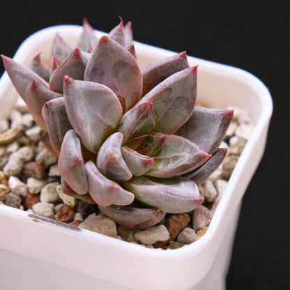 Echeveria Tremolo Korean Succulent Plant Hwaga Hybrid