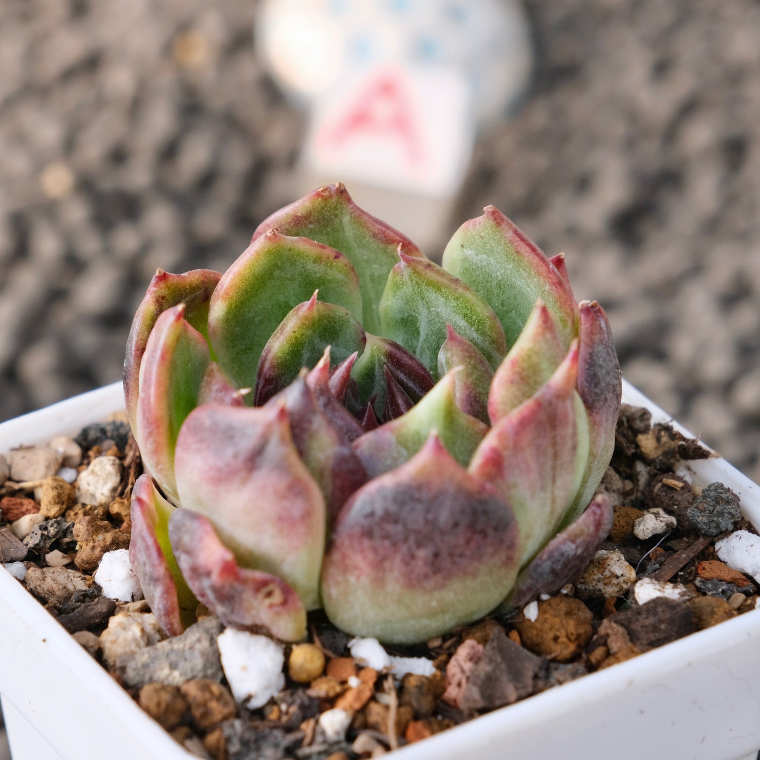 Variegated Echeveria Blueberry Latte Korean Succulent Plant