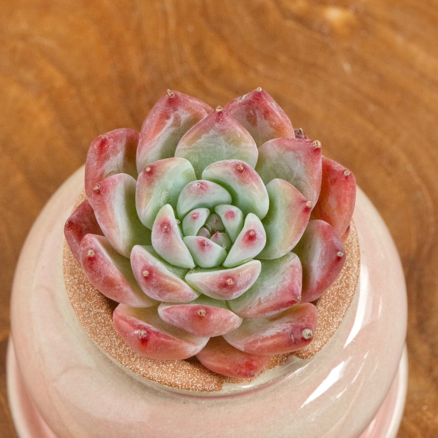 Pink Echeveria colorata cultivar Korean Succulent Plant