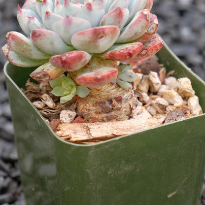 Echeveria Minima B Succulent Plant