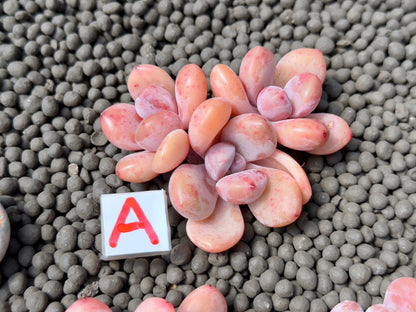 Graptoveria Amemonroe cluster Imported Succulent Plant