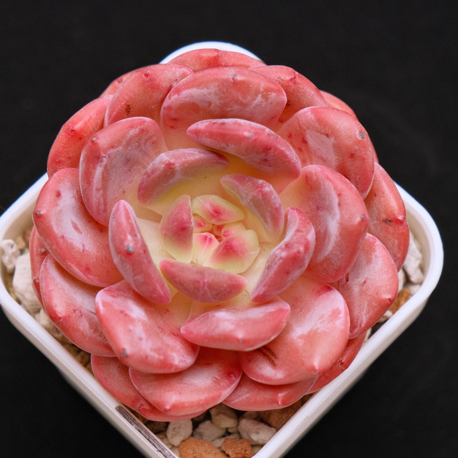 Echeveria Ariel Korean Succulent Plant