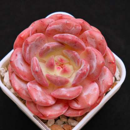 Echeveria Ariel Korean Succulent Plant
