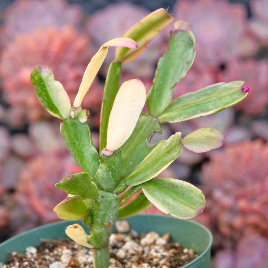 Variegated Christmas Cactus Succulent Plant