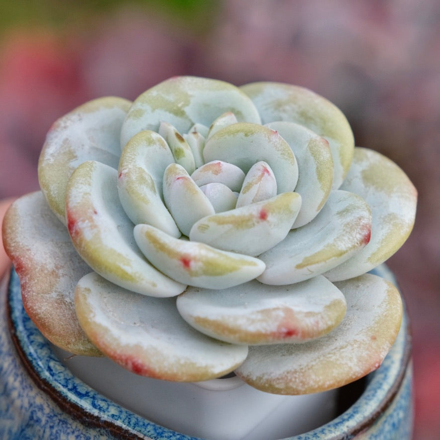 Echeveria laui Imported Succulent Plant