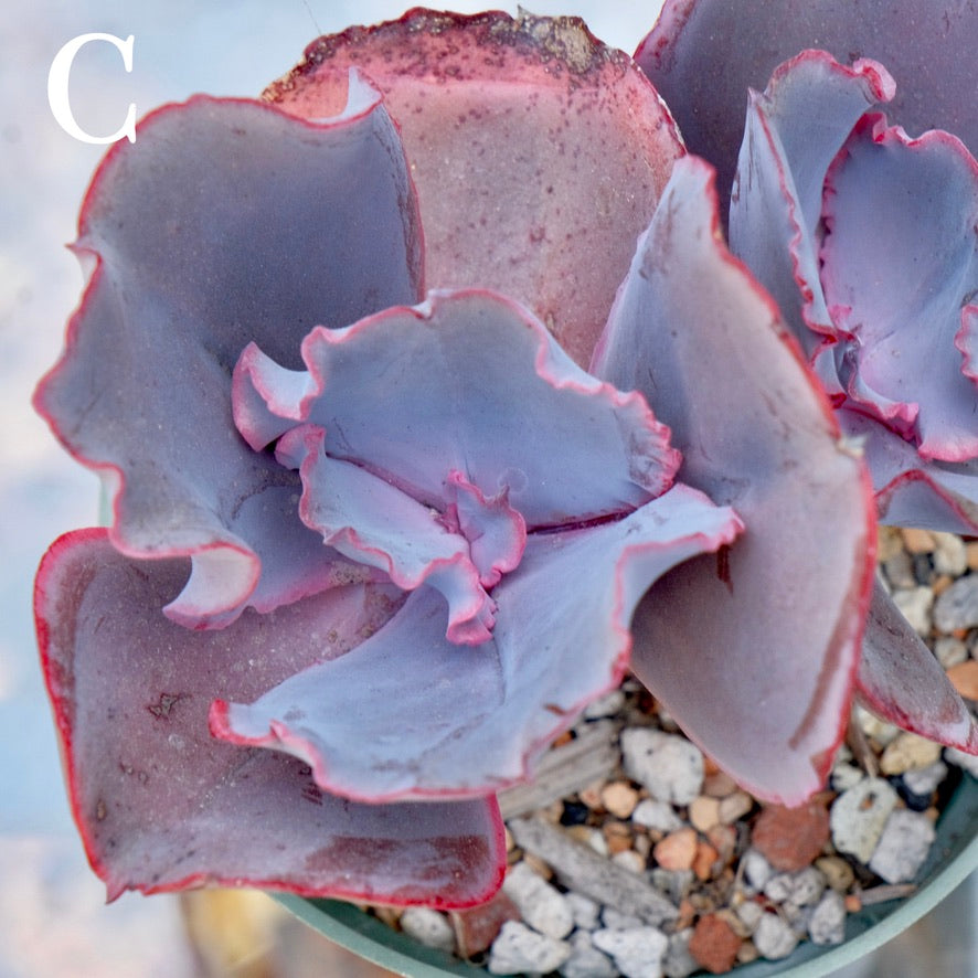 Echeveria Valentine - Rare Dick Wright hybrid - C