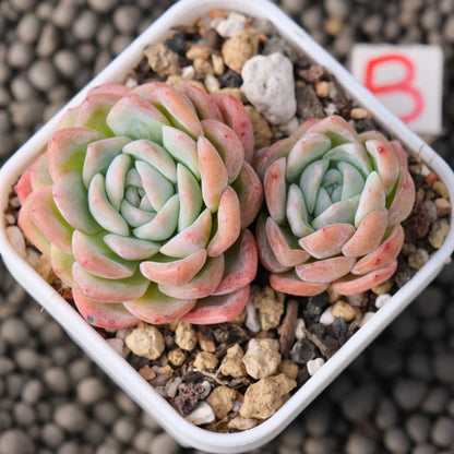 Echeveria White Rose Korean Succulent Plant
