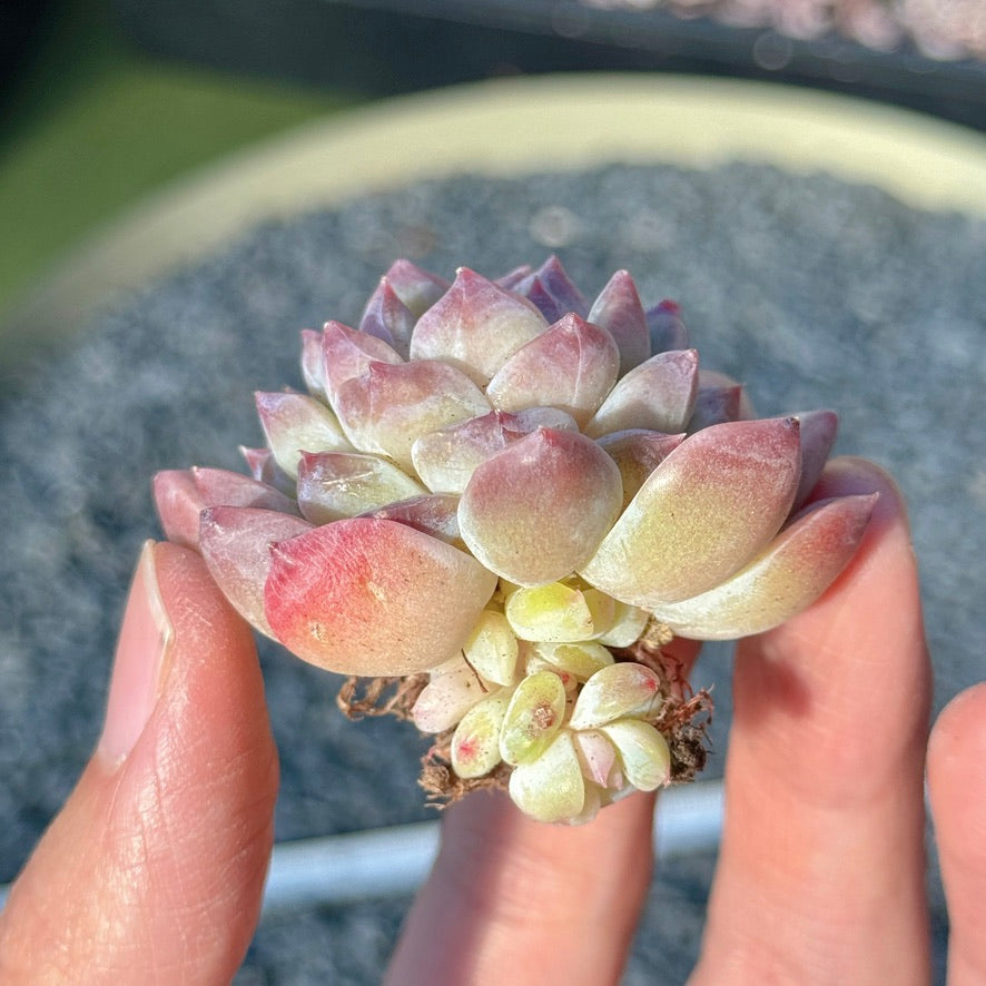 Echeveria Amber Succulent Plant A