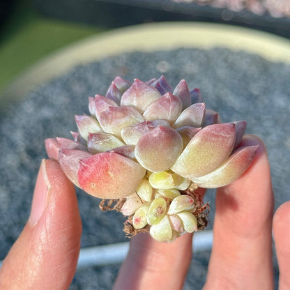 Echeveria Amber Succulent Plant A