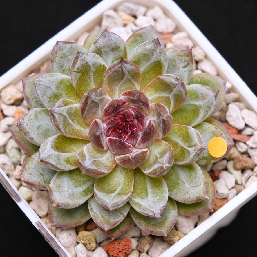 Echeveria Gem Stone Korean Succulent Plant