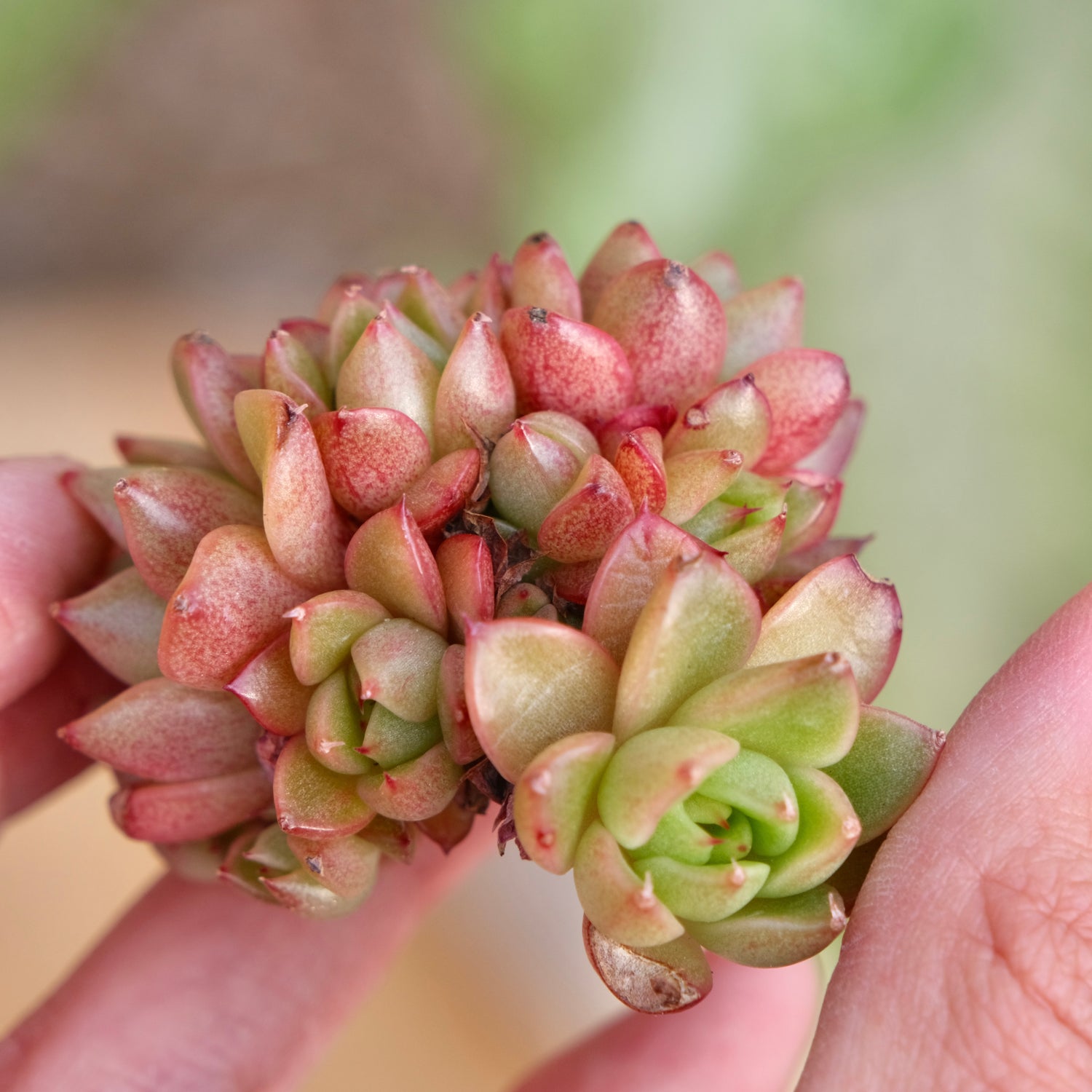 Echeveria Red Wine Peach Imported Succulent Plant
