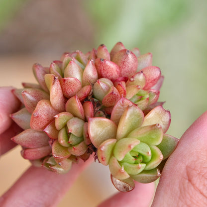 Echeveria Red Wine Peach Imported Succulent Plant