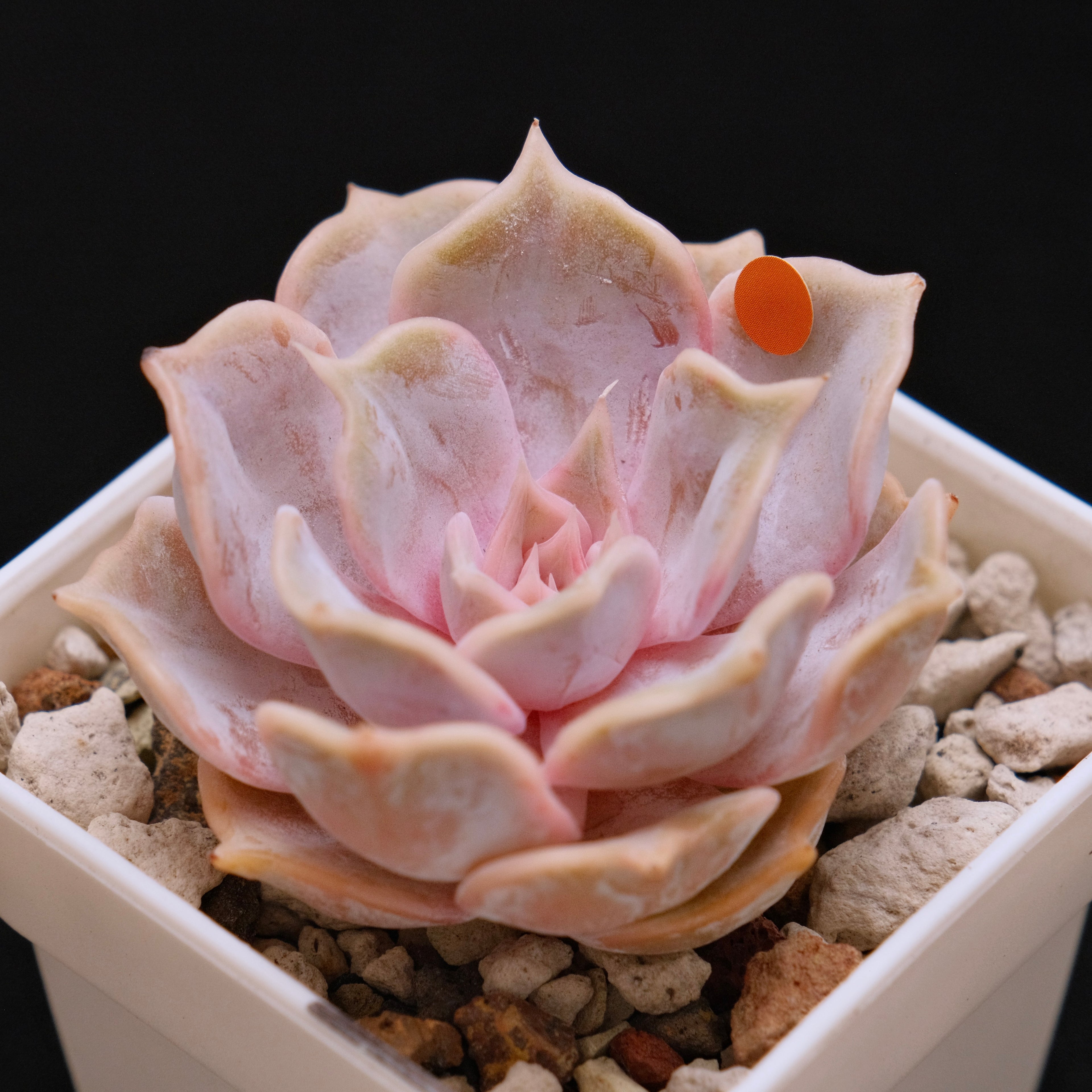 Echeveria Lilacina Korean Succulent Plant