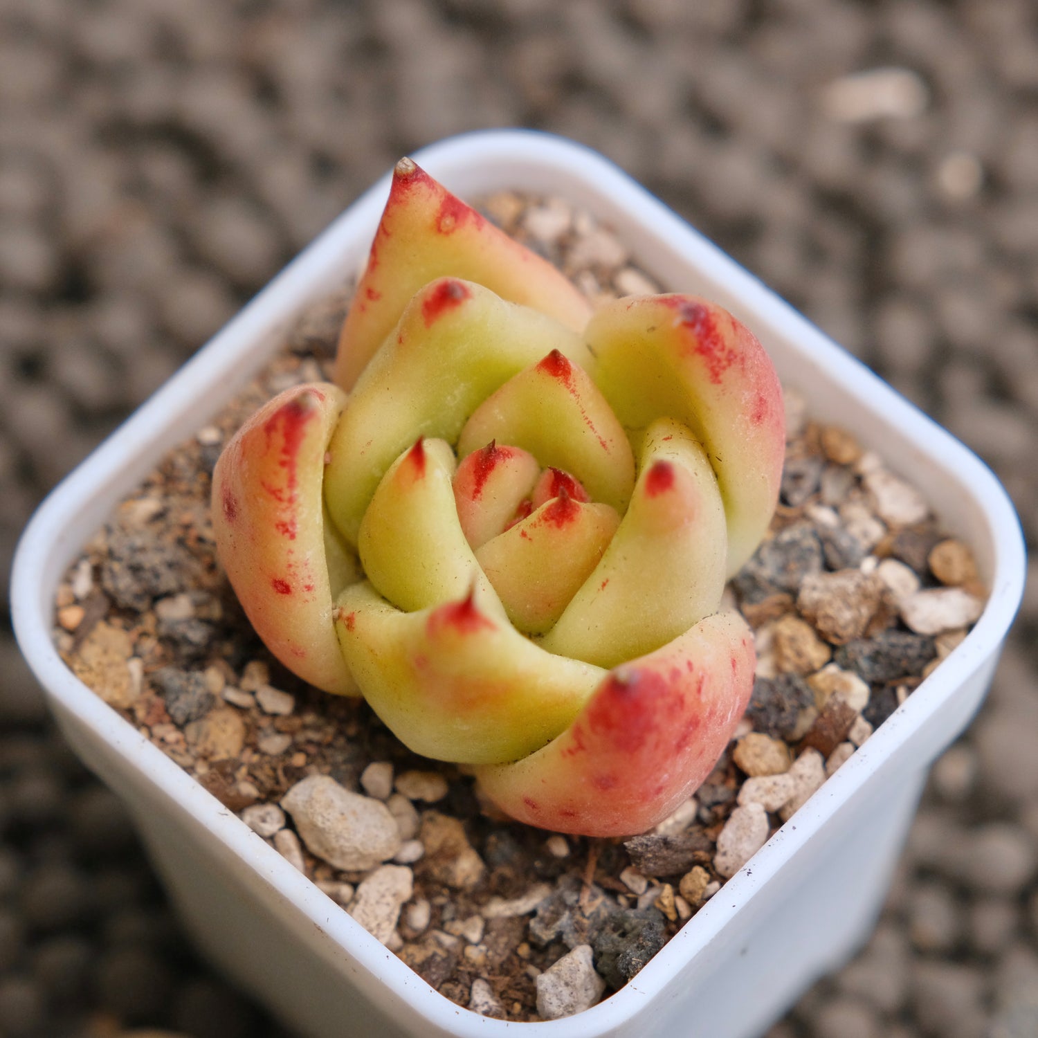 Echeveria Agavoides hybrid Imported Succulent Plant