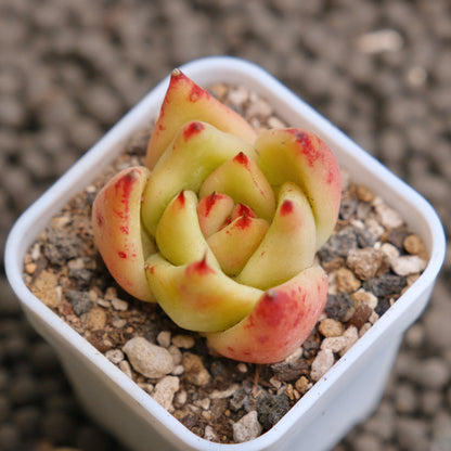 Echeveria Agavoides hybrid Imported Succulent Plant