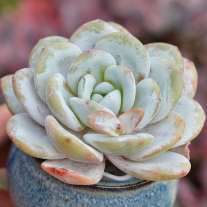 Echeveria laui Imported Succulent Plant