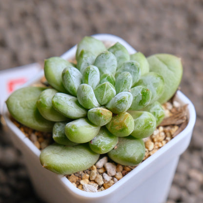 Pachyveria Cocoa Beans Imported Succulent Plant - E