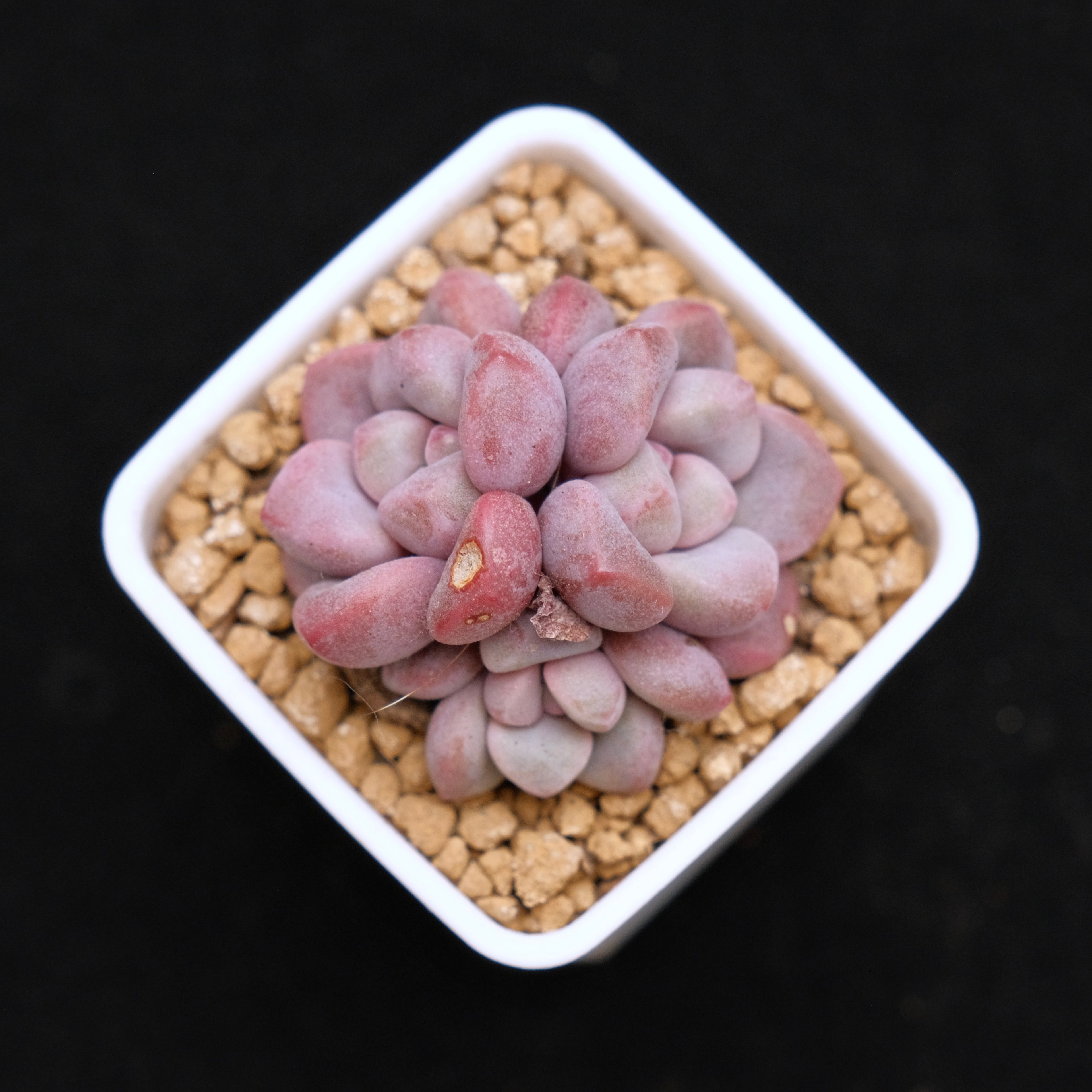 Graptopetalum Polari Heart babies Korean Succulent Plant