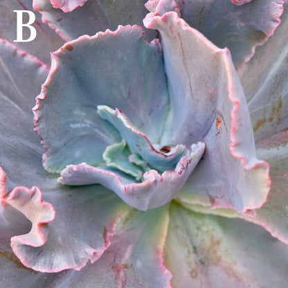 Monstrose Echeveria hybrid - Very Rare Dick Wright hybrid - B