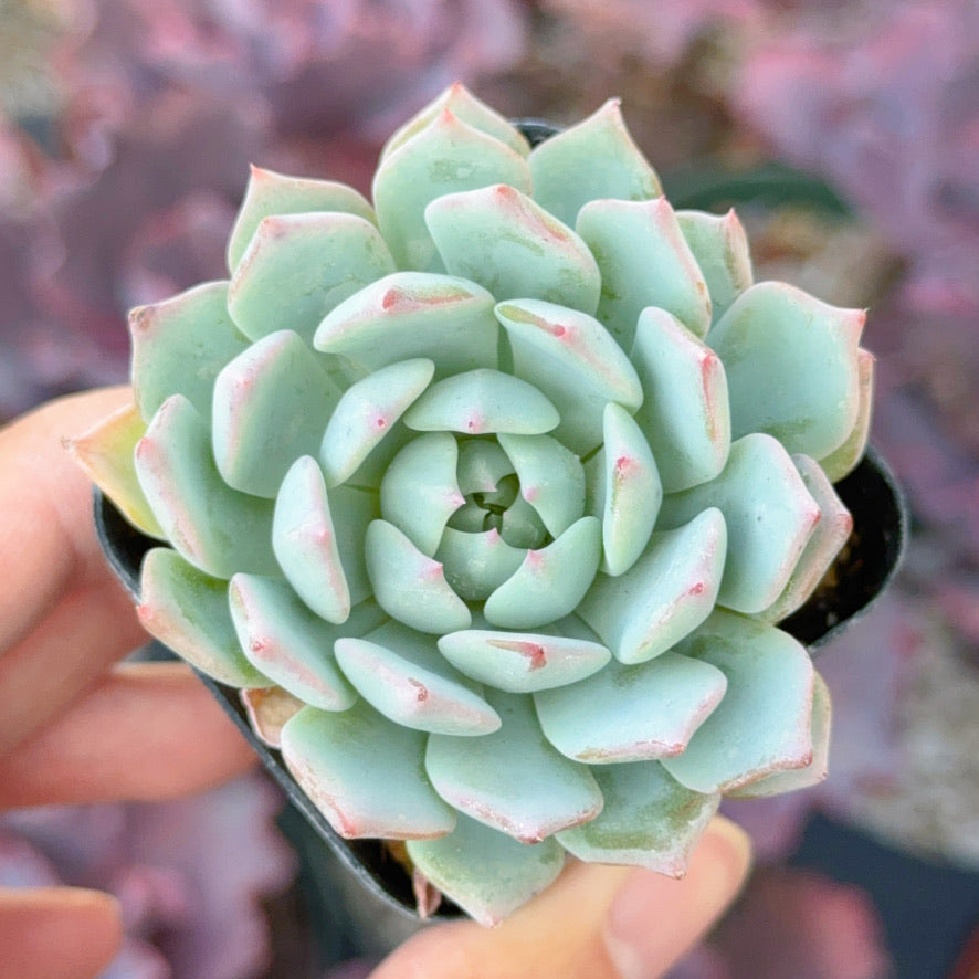 Echeveria peacockii hybrid Succulent Plant