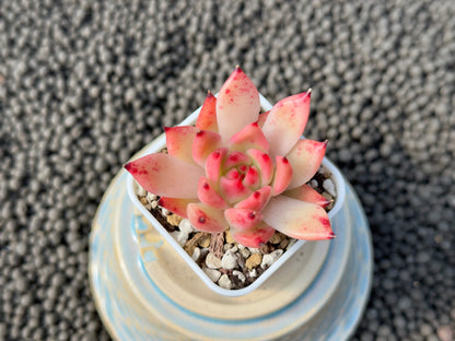 Echeveria Granada Korean Succulent Plant Hwaga Hybrid