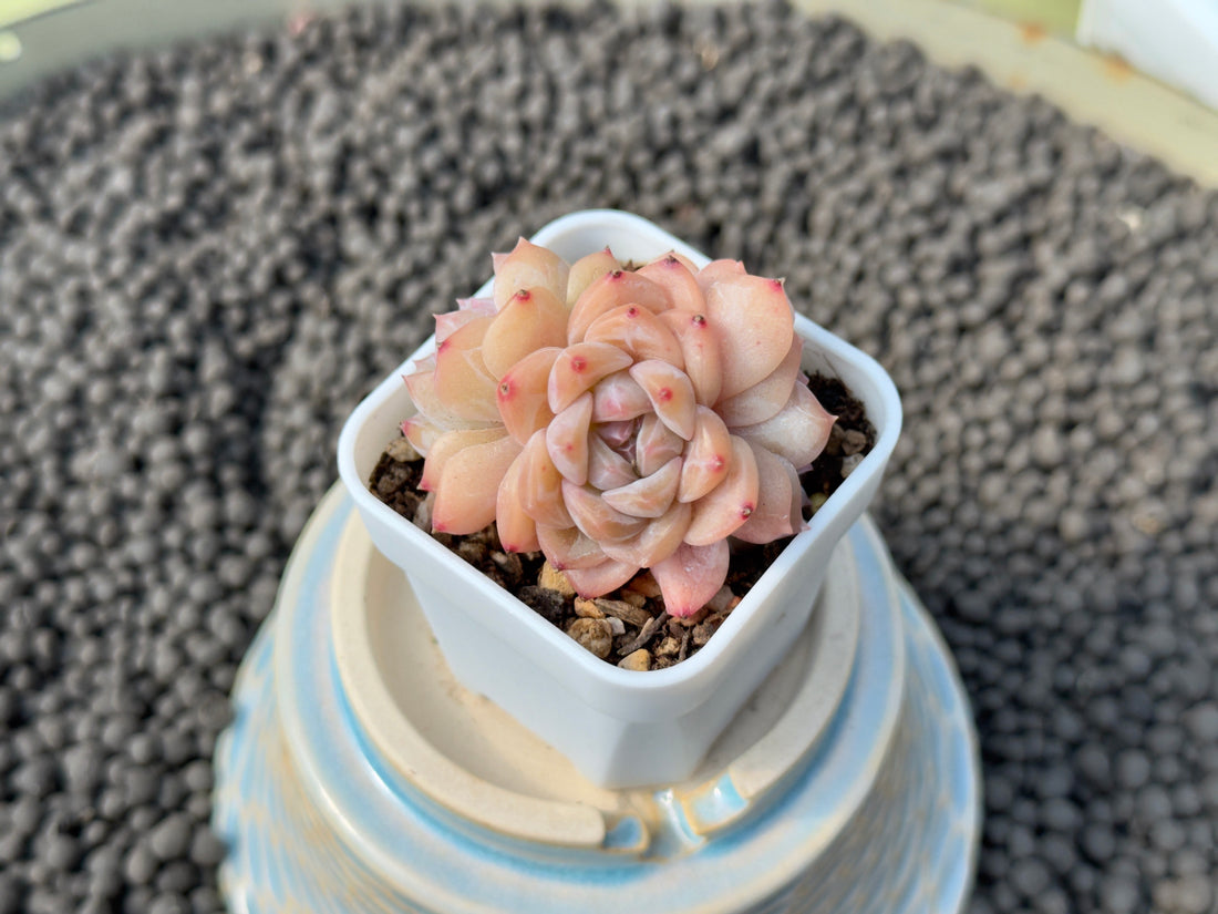 Echeveria Pink Amber cluster Imported Succulent Plant
