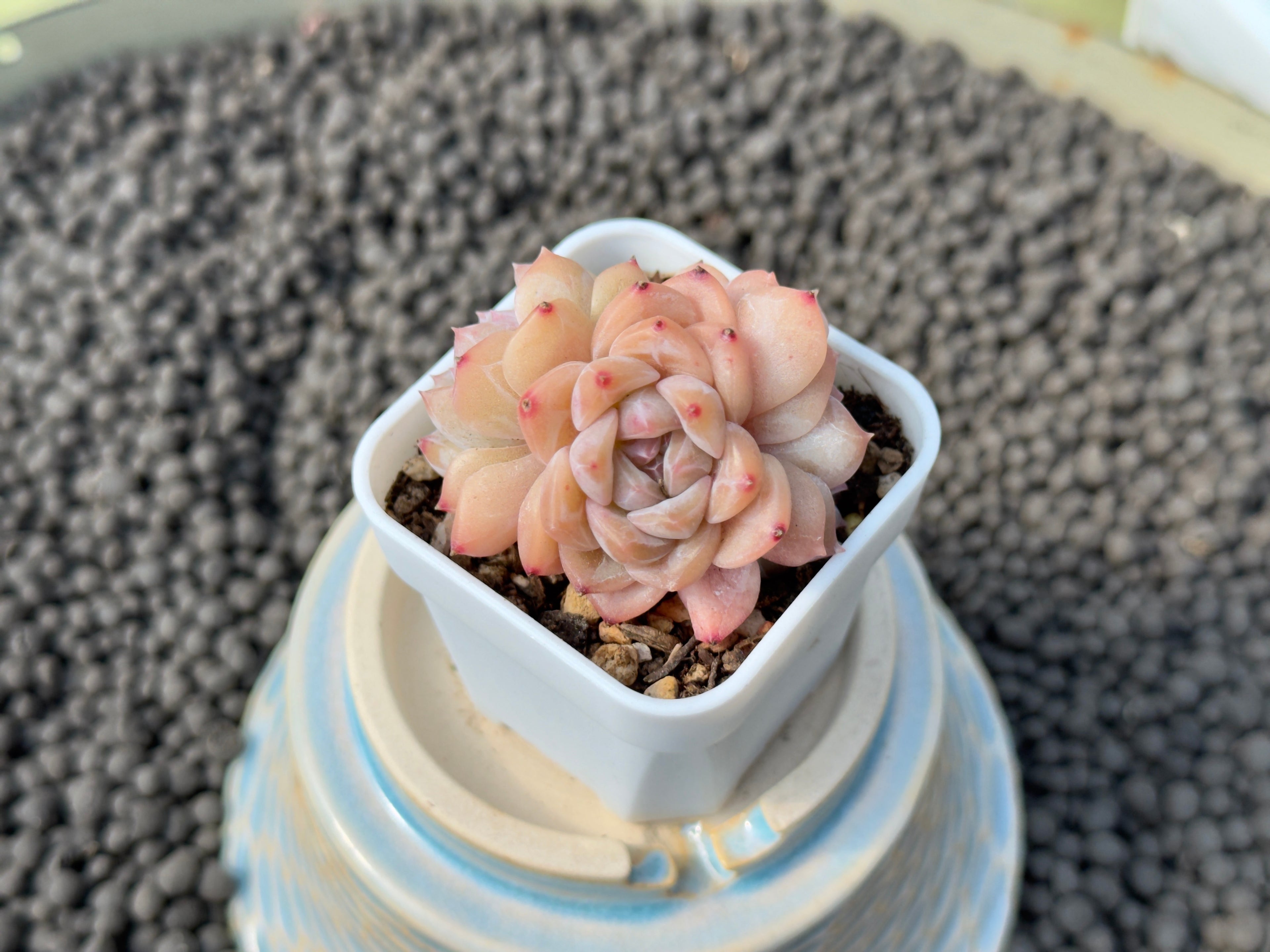 Echeveria Pink Amber cluster Imported Succulent Plant