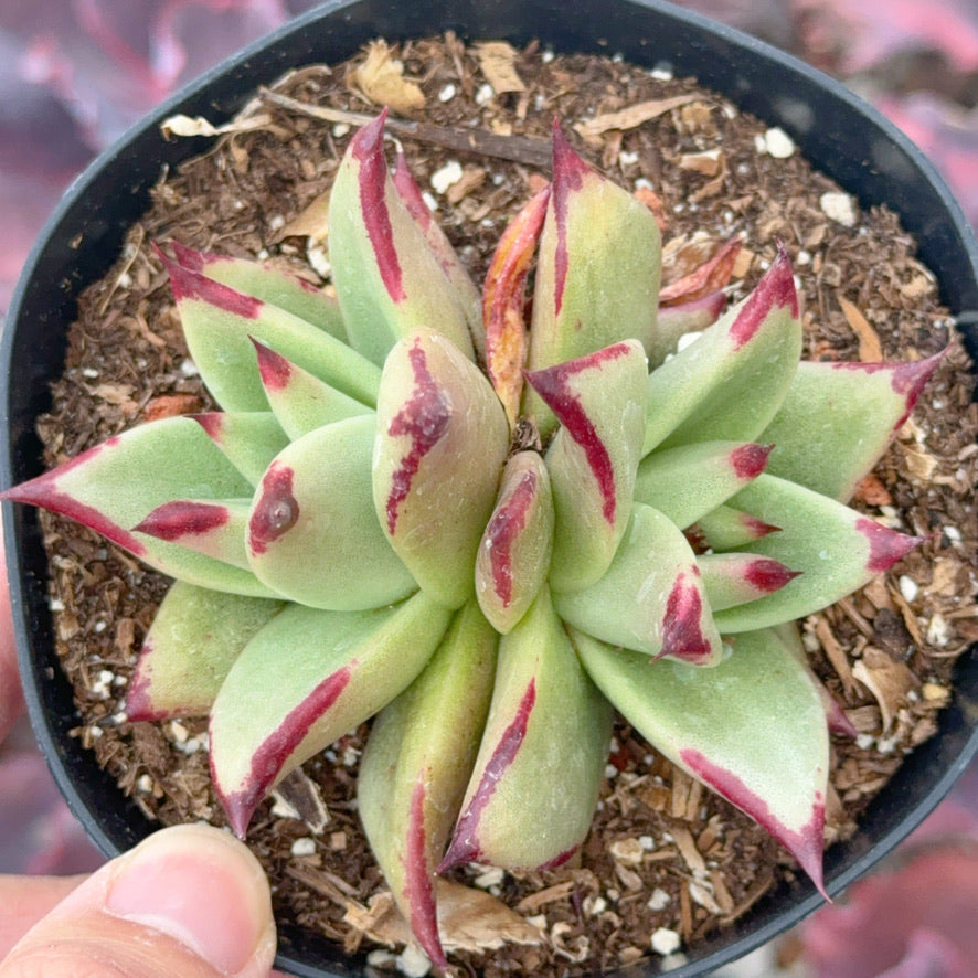Echeveria agavoides Ebony Succulent Plant