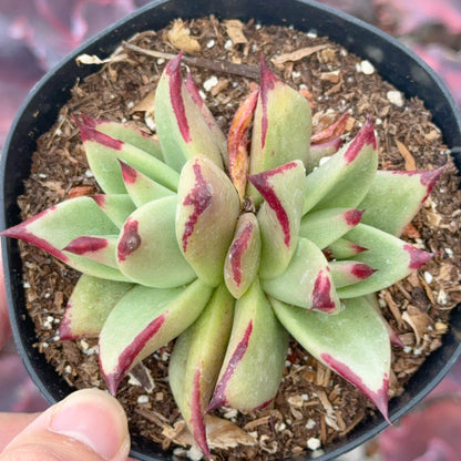 Echeveria agavoides Ebony Succulent Plant