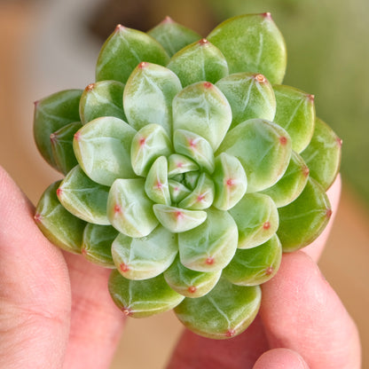 snowflake succulent Echeveria Snowflake Jelly Korean Succulent Plant